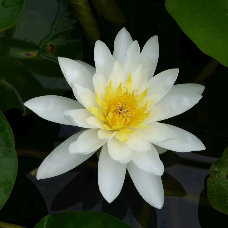 Anglo Aquatics Nymphaea Marliacea Albida 3 Litre